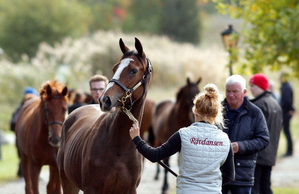 Stockholm Yearling Sale 7.jpg