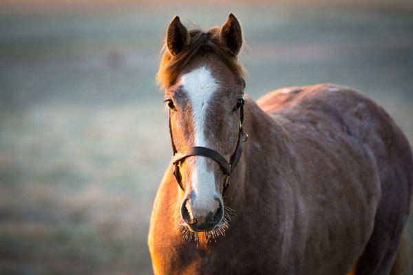 Stuteri Yearling Amie Karlsson.jpg