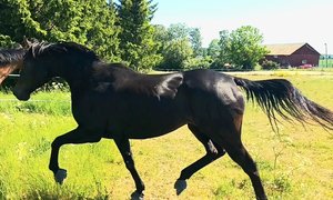 Sweet Home Alabama annons