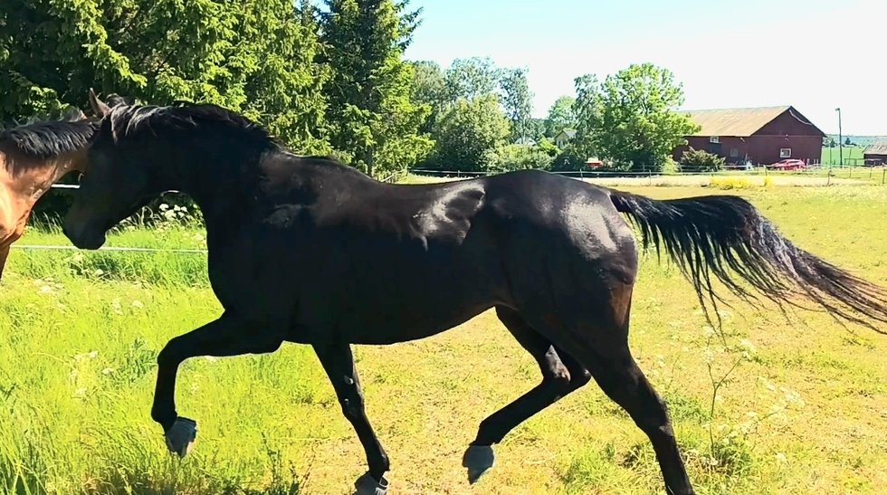 Sweet Home Alabama annons