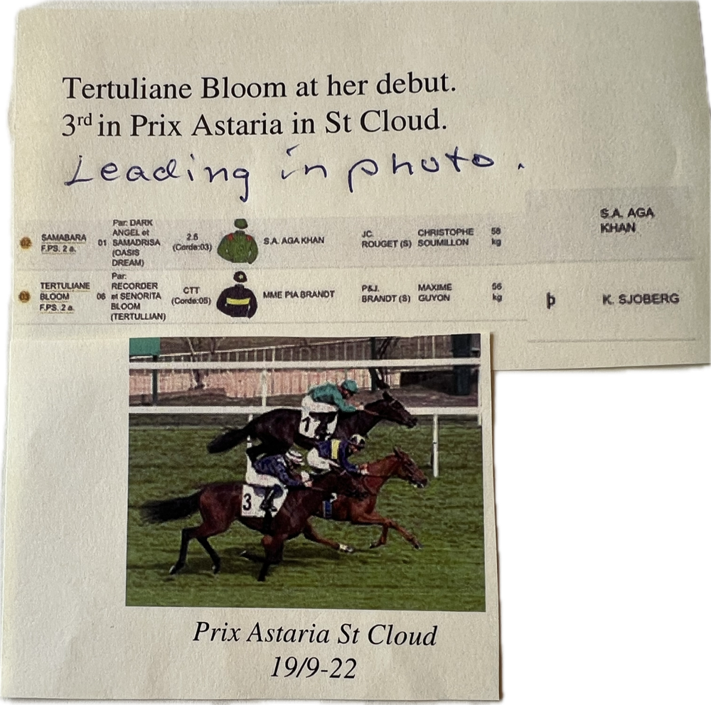 Tertuilane Bloom