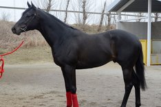 Uppercut Action _stallrunda 2012 hos Junior.Foto Stefan Olsson