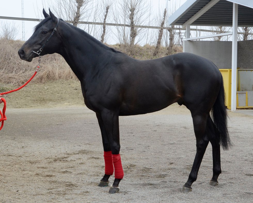 Uppercut Action _stallrunda 2012 hos Junior.Foto Stefan Olsson