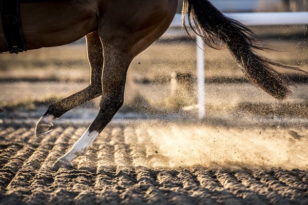 Vintergalopp_detalj