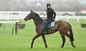 Elliot Öhgren och Kopek Des Bordes - Cheltenham