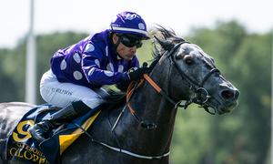 Grey Tycoon