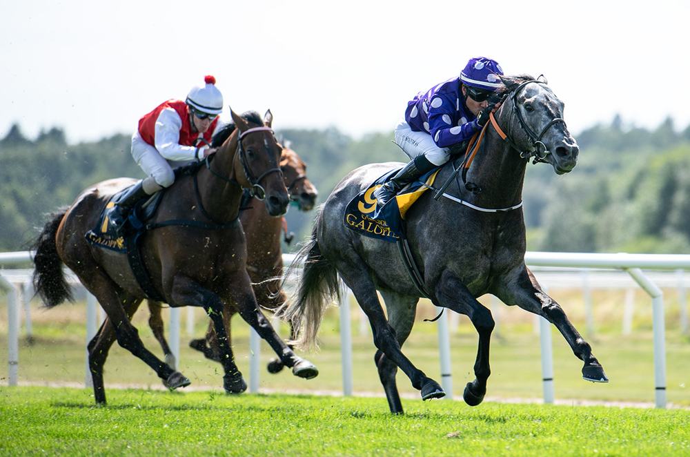 Grey Tycoon