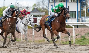 Havandi Spring Mile TOP