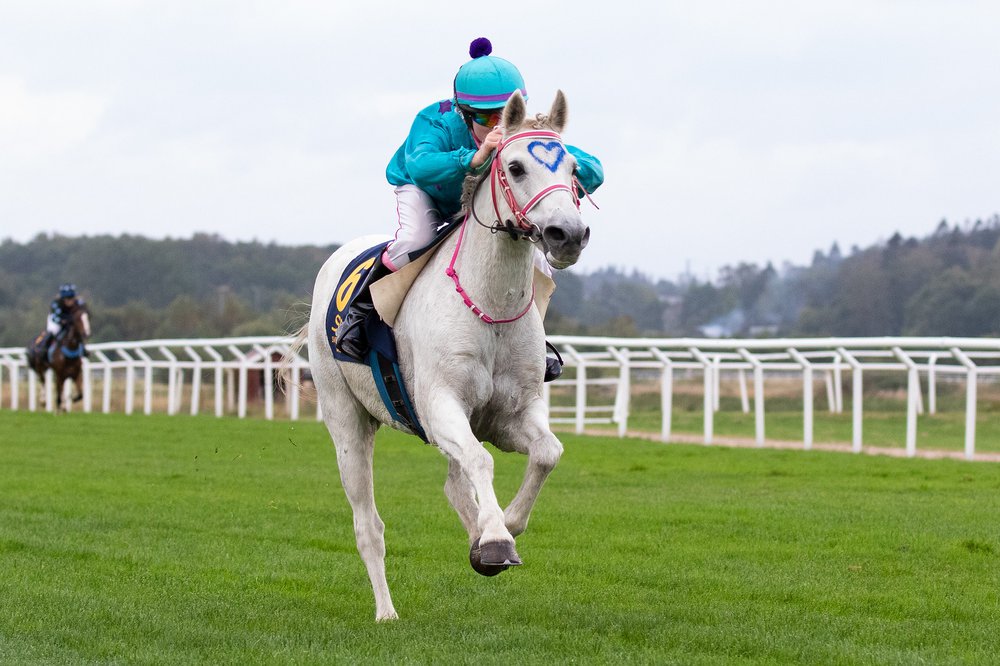 i-3ZHDt6r-X3 Shanbally Tom Thumb på Göteborg Galopp.jpg