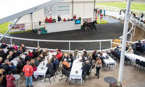 i-VQRPTwk SÅEF åringsauktion 2019 på Bro Park