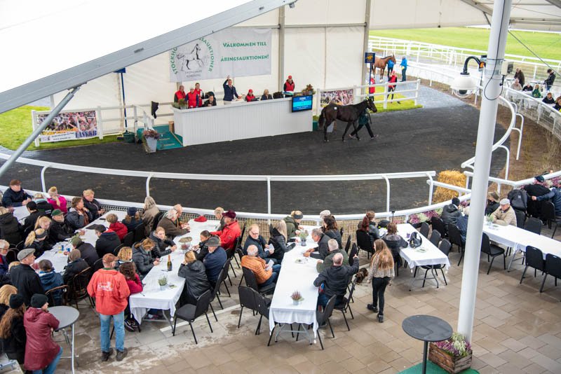 i-VQRPTwk SÅEF åringsauktion 2019 på Bro Park