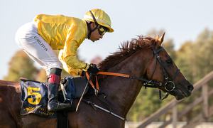 lord-greystoke-top