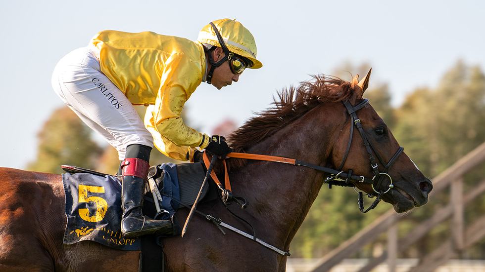 lord-greystoke-top