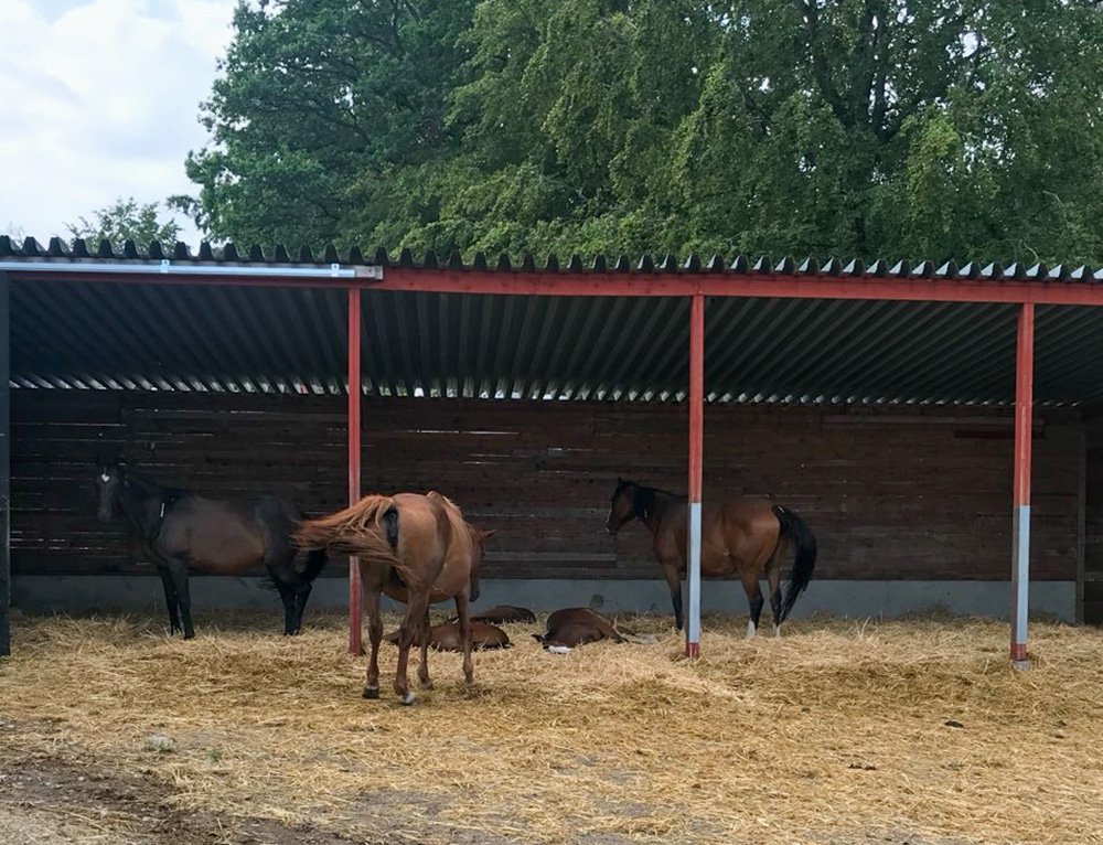Ston och föl på lösdrift hos Malin Roth