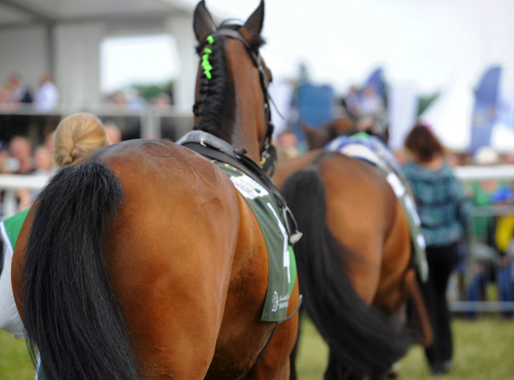 Ledvolten| Gärdet 140606 | Foto: Stefan Olsson / Svensk Galopp