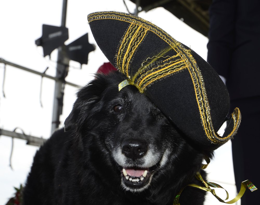 Hatt hund 6531