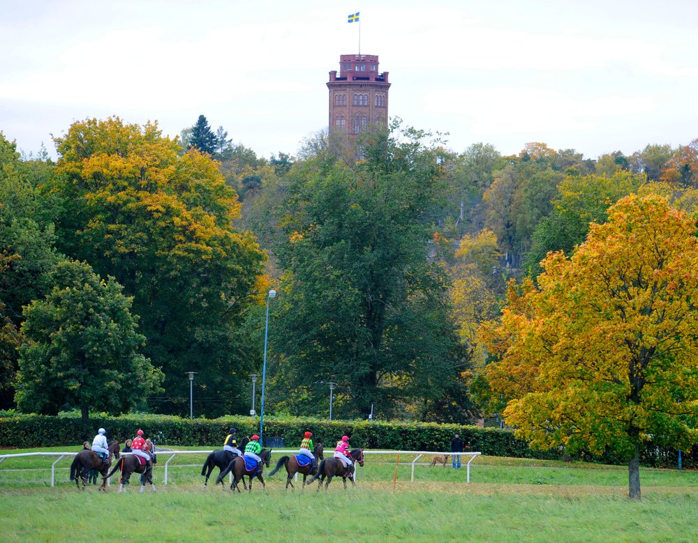 Galopp på Gärdet