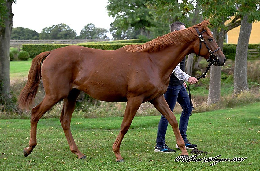 nr 32 u Jive
