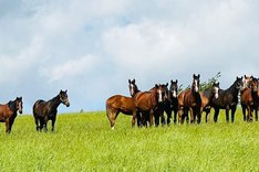 Stall Sigfridsson åringar TOP