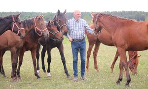 Ivan Sjöberg med hästar TOP 2