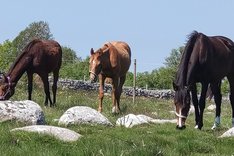 Åringar på Stalemara