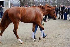 Stallbacksvisning på Jägersro