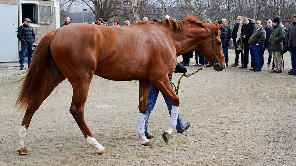 Stallbacksvisning på Jägersro