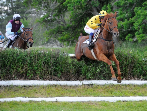 gelon grand national strömsholm