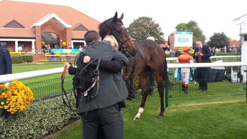 volatile newmarket