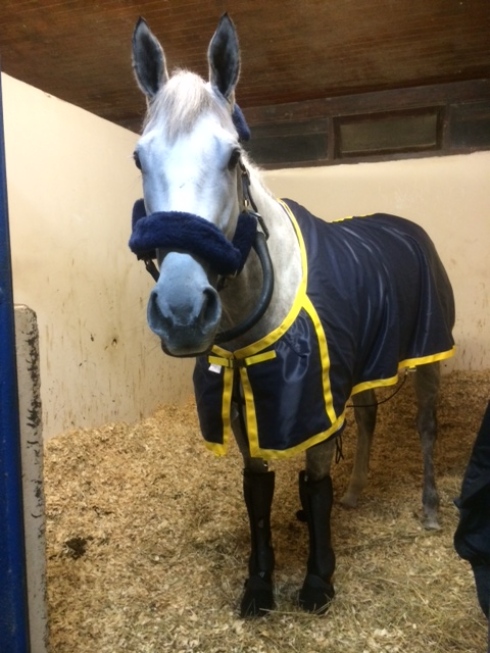 l'amour de ma vie resa breeders