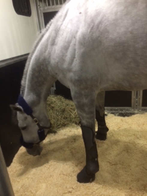 l'amour de ma vie resa breeders