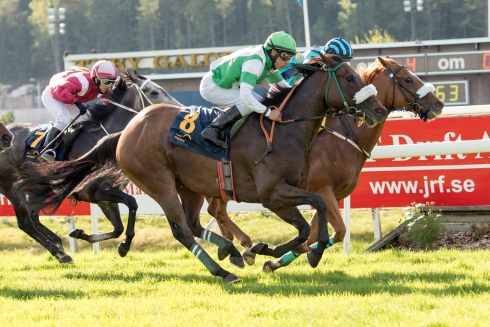 echippus heart man ylva brandt dubbel