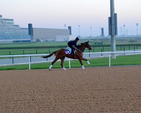 dolly dagger dubai