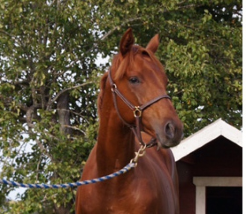 royal starlight