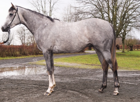 serenas storm