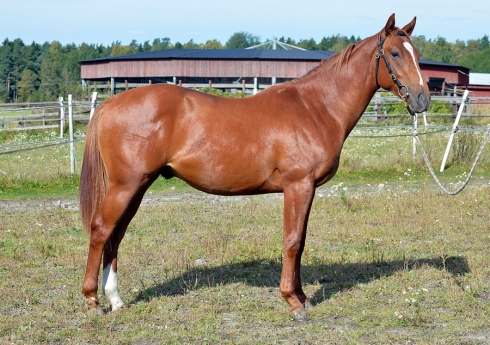 NN Zaahid Fräulein