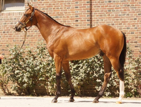 NN Lawman