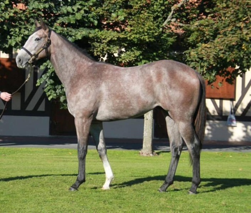 NN Redoute's Choice