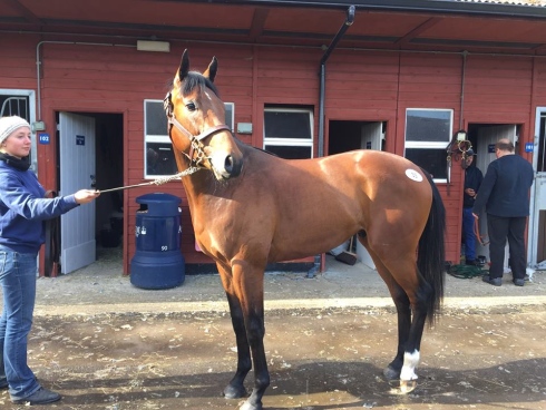 canford cliffs hingst Mr Ascot