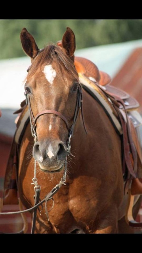 western miss wilma bar