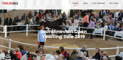 scandinavian open yearling sale 2016 square