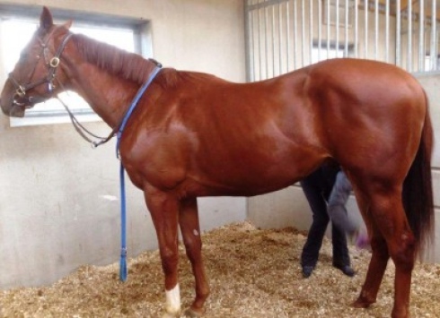 Hagaz Big Red