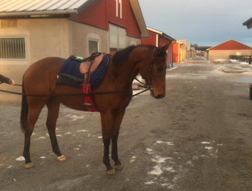 Flying Filly kvisla
