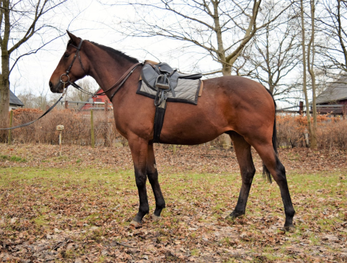 NN Vigelegere f2015