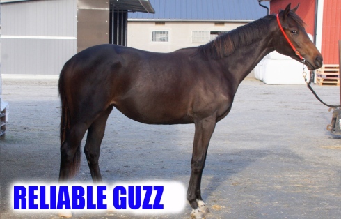 reliable guzz