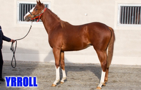 yrroll