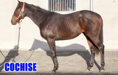 cochise