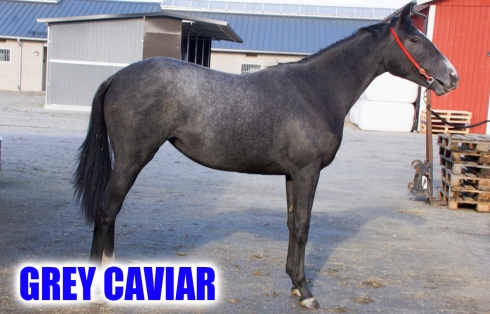 grey caviar