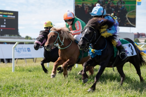 bajonett ponnygalopp gärdet