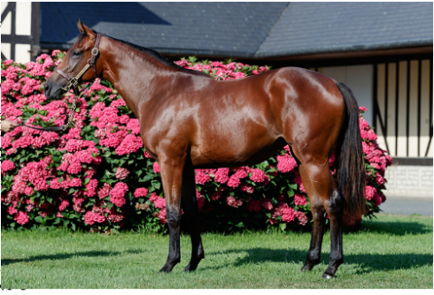 dubawi-dotter f 2017 bent olsen